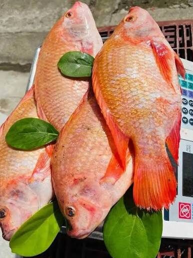 Tilapia roja fresca al por mayor y menor