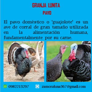 Pavo