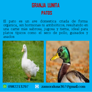 Patos