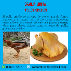 Pollos criollos
