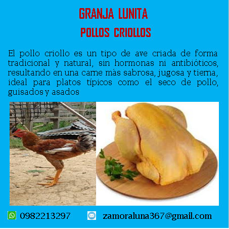 Pollos criollos