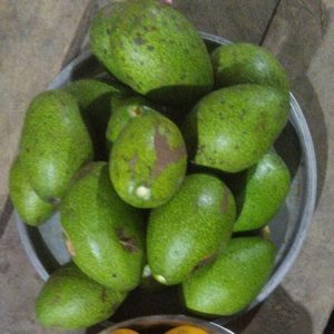 Aguacate