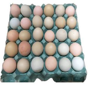 Cubeta de huevos criollos