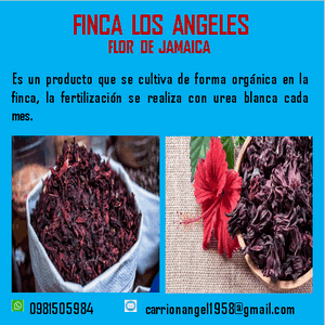 Flor de jamaica