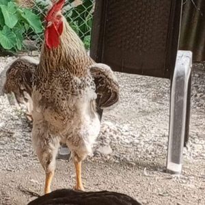 Gallo blanco
