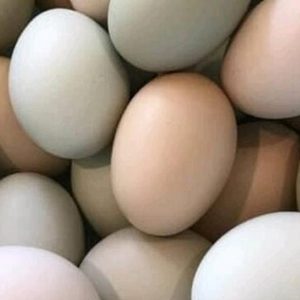 Huevos criollos