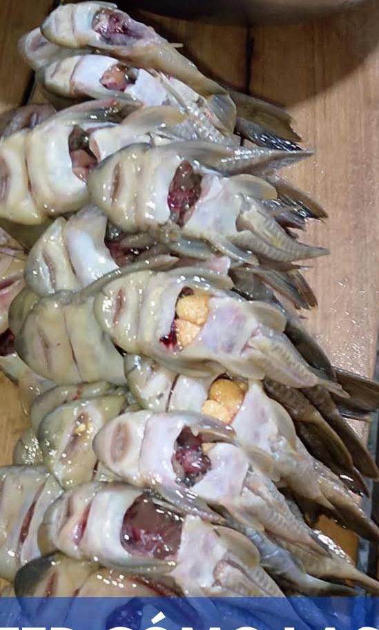 Guapas de agua dulce