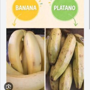 Platano