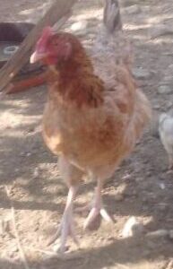 Gallina Josefa