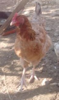 Gallina Josefa