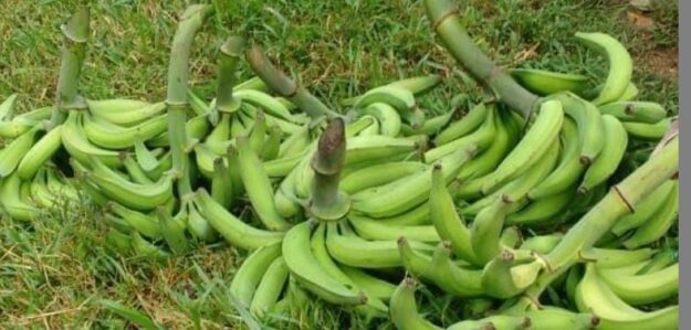 Plátano barraganete