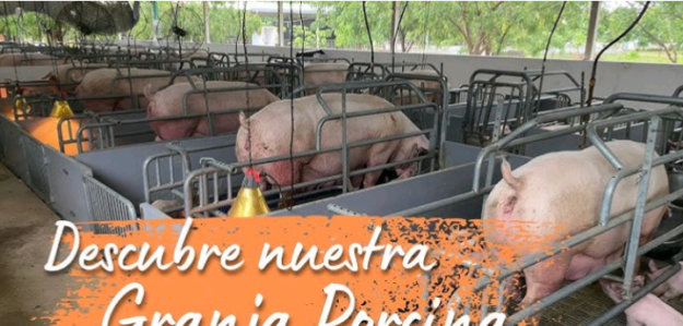 Granja porcina