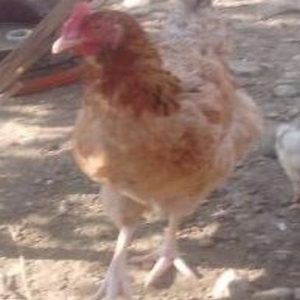 Gallina Josefa