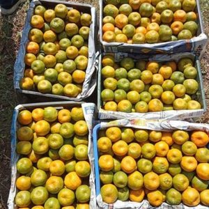 Mandarinas