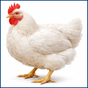 Pollo 4lb.