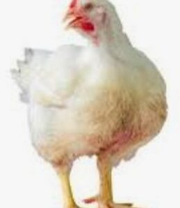 Pollos broeler