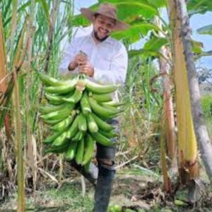 NEGOCIO PRODUCTOS MIXTOS