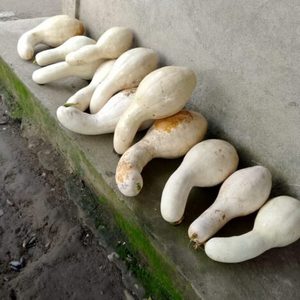 Zapallos