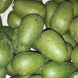 AGUACATE GUATEMALTECO