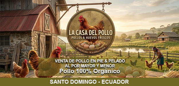 VENTA DE POLLOS CAMPEROS
