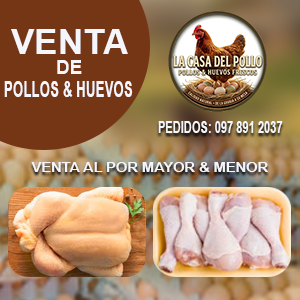VENTA DE POLLO CAMPEROS