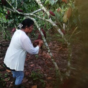 venta de cacao