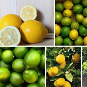 LIMÓN MEYER Y SUTÍL