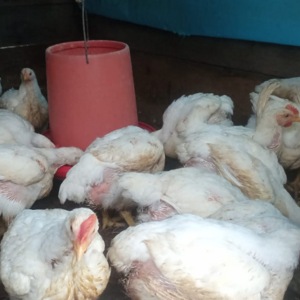 Pollos Enteros en Pluma