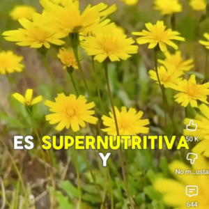 Remedio naturales (plantas, raíces flores)