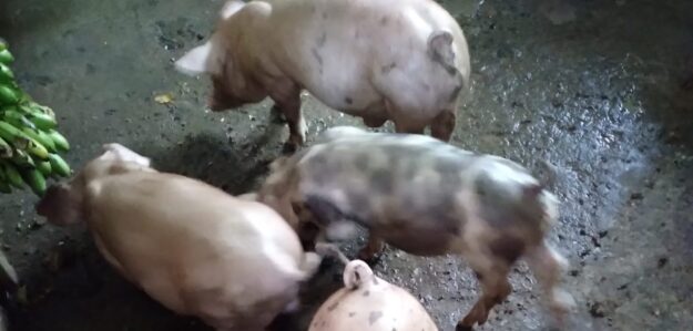 Emprendimiento de chanchos