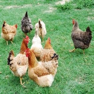 Aves de corral
