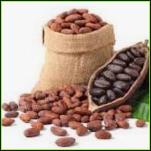 Cacao orgánico