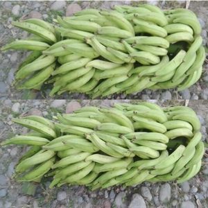 Plátano orgánico