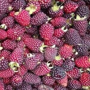 Frutas Juanito