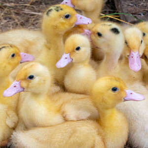 Patitos