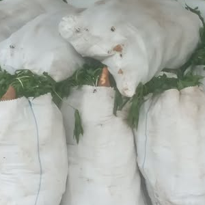 quitales de yuca