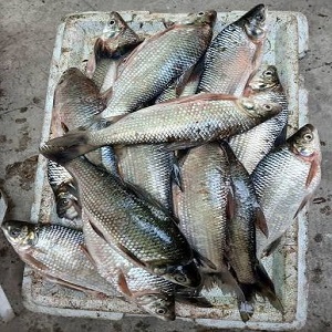 Pescado de agua dulce boca chico