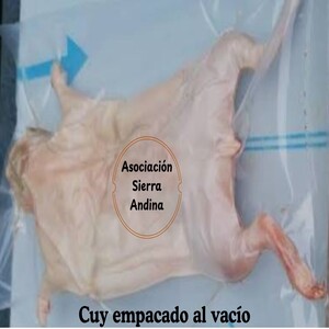 Cuy Andino