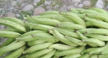 Platano