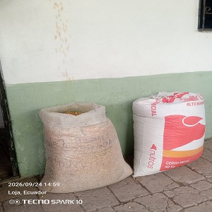 Maíz grano seco