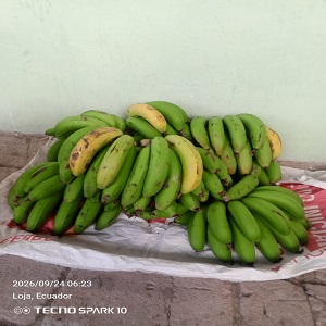 Banano verde y maduro