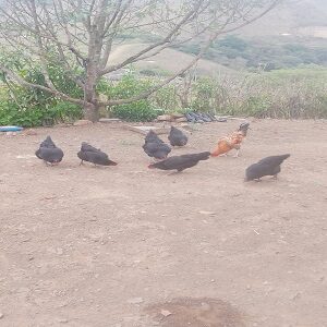Gallina criolla en pie