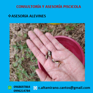 Asesoramiento Alevines