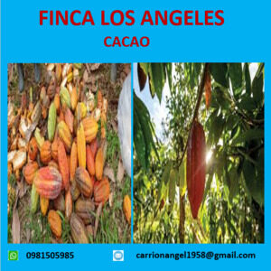Cacao