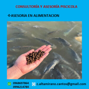 Asesoría en alimentación