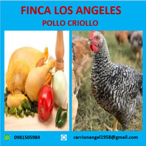 Pollo criollo