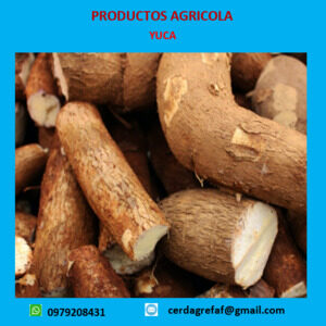 Yuca