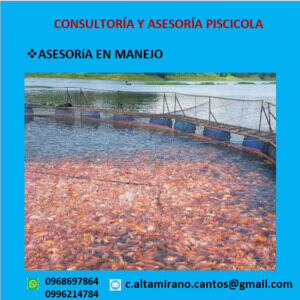Asesoramiento Manejo