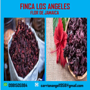 Flor de jamaica