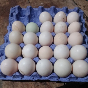 Huevos criollos